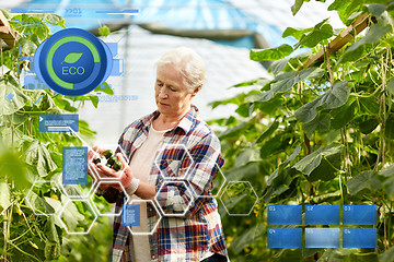 Image showing old woman picking cucumbers up at farm greenhouse