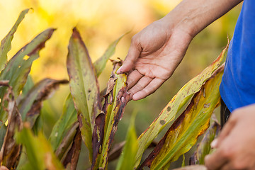 Image showing Farmer examining cardamom plant