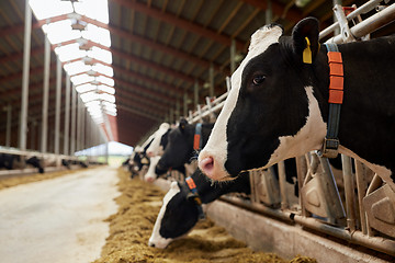 Image showing herd of cows eating hay in cowshed on dairy farm