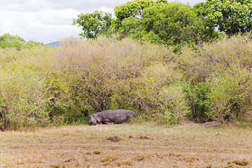 Image showing hippo in maasai mara national reserve at africa