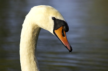 Image showing Single swans head