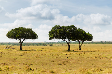 Image showing acacia trees in savannah at africa