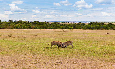 Image showing warthogs fighting in savannah at africa