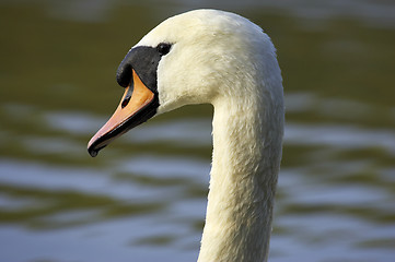 Image showing Single swans head