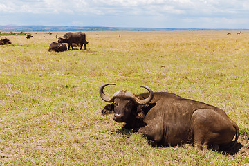 Image showing buffalo bulls grazing in savannah at africa