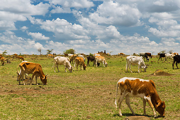 Image showing cows grazing in savannah at africa