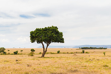 Image showing acacia tree in savannah at africa