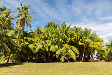 Image showing palm trees on tropical island