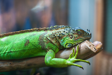 Image showing Closeup portrait of iguana