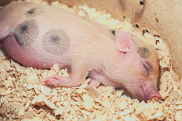 Image showing sleeping piggy in sawdust