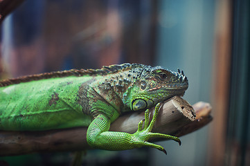 Image showing Closeup portrait of iguana