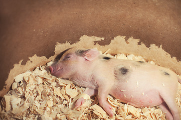 Image showing sleeping piggy in sawdust