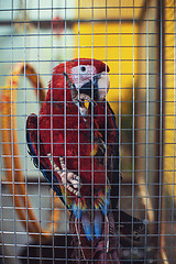 Image showing Big parrot in a cage