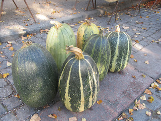 Image showing Pumpkins