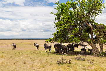 Image showing wildebeests grazing in savannah at africa