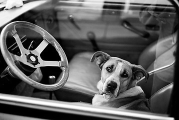 Image showing Bored dog in car