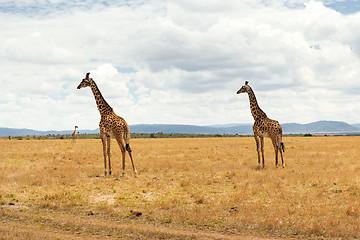 Image showing group of giraffes in savannah at africa