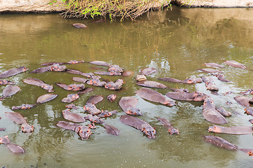 Image showing herd of hippos swimming in mara river at africa