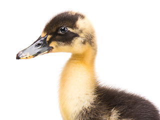 Image showing Cute newborn duckling