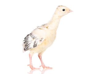 Image showing Little chicken turkey