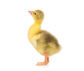 Image showing Cute newborn gosling