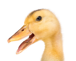 Image showing Cute newborn duckling