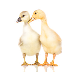 Image showing Cute newborn birds