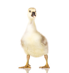 Image showing Cute newborn gosling