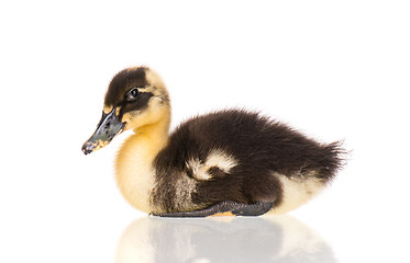 Image showing Cute newborn duckling