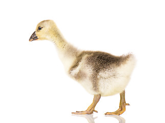 Image showing Cute newborn gosling