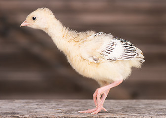 Image showing Little chicken turkey