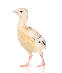 Image showing Little chicken turkey