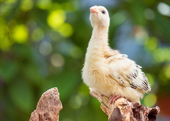 Image showing Little chicken turkey