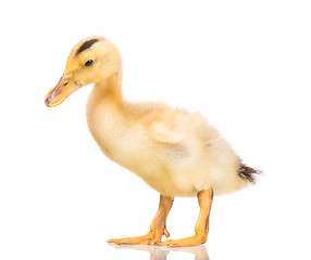 Image showing Cute newborn duckling