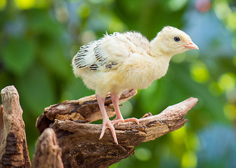 Image showing Little chicken turkey