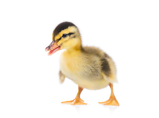 Image showing Cute newborn duckling