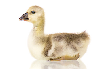 Image showing Cute newborn gosling