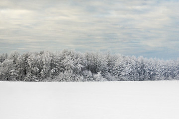 Image showing Forest In Winter