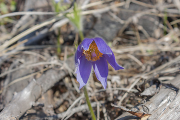 Image showing First spring flowers in the pine forest Sleep-grass or lumbago