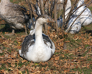 Image showing Gray domestic goose sitting in the autumn leaves