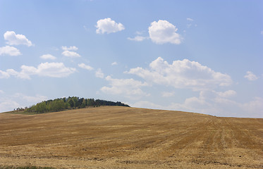 Image showing Rolling Farm Hills of Wheat Crop Fields on Sunny Summer Day