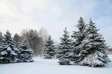 Image showing Fir-trees