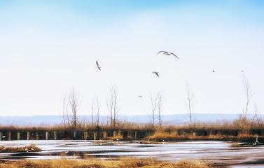 Image showing Gulls At Spring Pond In The Field