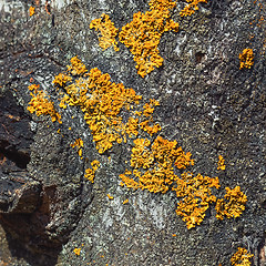 Image showing Lichen On A Bark