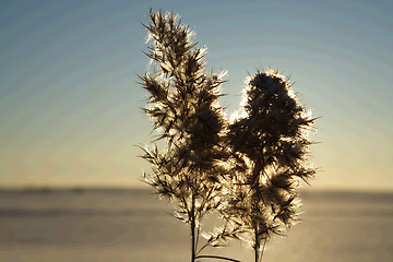 Image showing Sunset on frozen sea shore