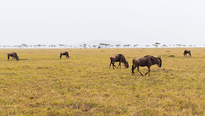 Image showing wildebeests grazing in savannah at africa