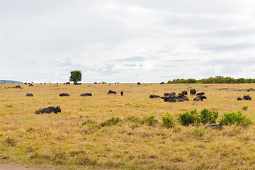 Image showing buffalo bulls grazing in savannah at africa