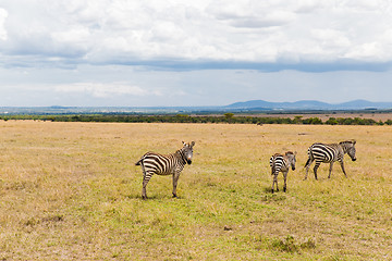 Image showing herd of zebras grazing in savannah at africa