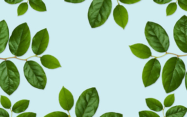 Image showing green leaves on blue background