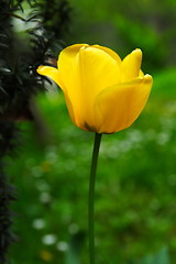 Image showing Yellow tulip